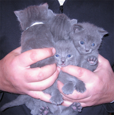 eine Handvoll kleiner Kätzchen