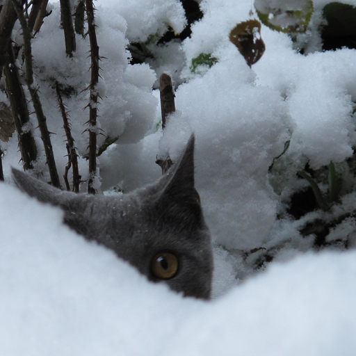 katze im schnee